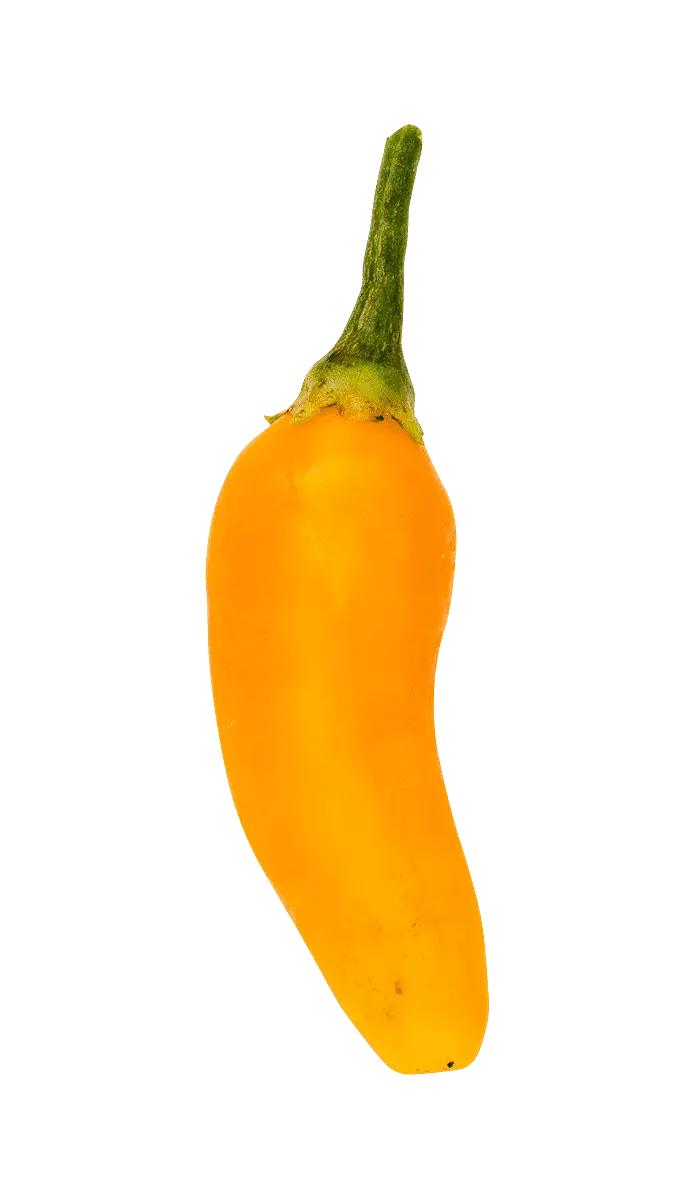 Chili (Aji amarillo)