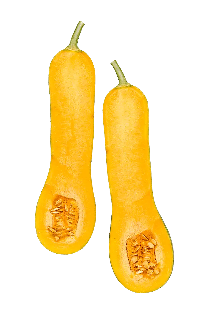 Pumpa (Myskpumpa/Langer von Neapel)