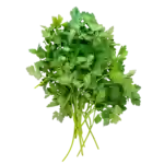 Bredbladig persilja