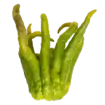 Buddhas hånd, grøn