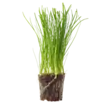 Purløg i potte (DK)