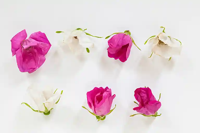 Æble og hybenrosesaft